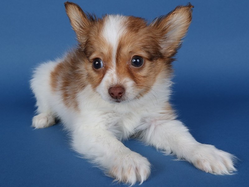[#13716] Red / White Male Papillon Puppies For Sale #1