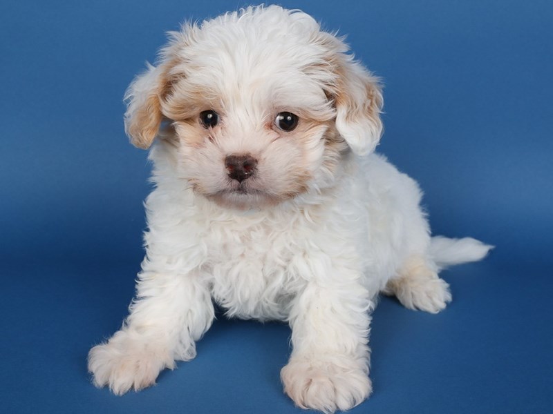 [#13717] White/Tan Male Shihpoo Puppies For Sale #1