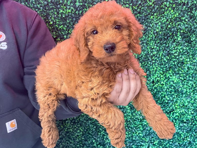 [#13718] Red Male Miniature Goldendoodle Puppies For Sale