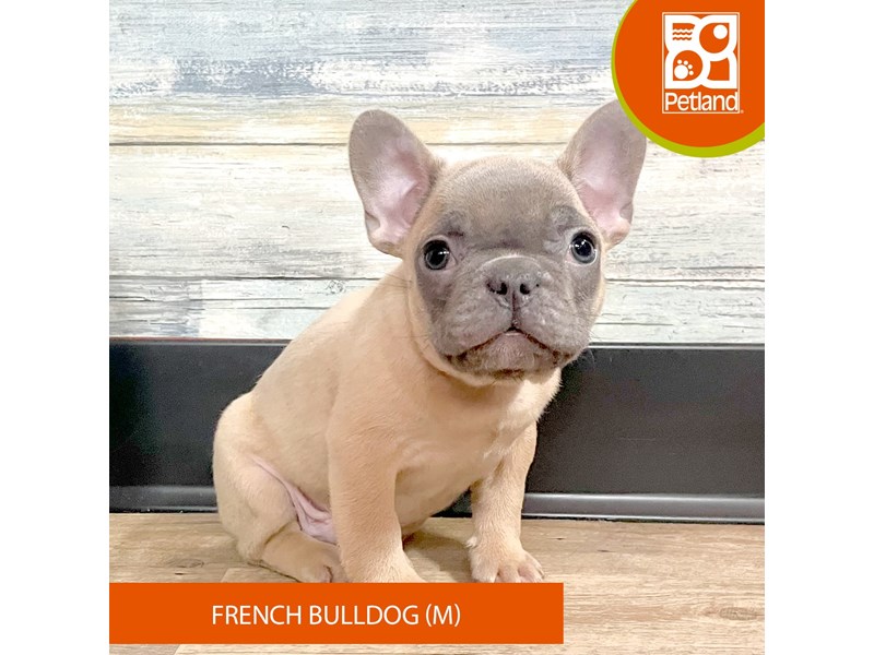 French Bulldog - 2894 Image #2