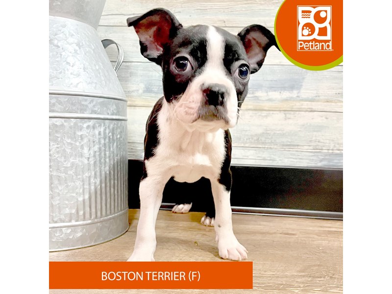 Boston Terrier - 2903 Image #2