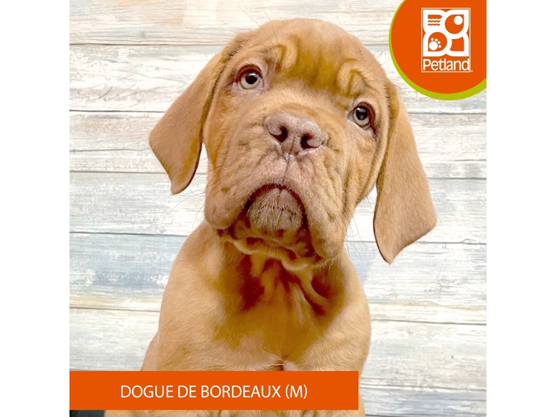 Dogue De Bordeaux - 2902 Image #2