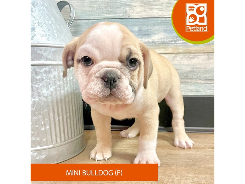 Mini Bulldog - 2908 Image #2
