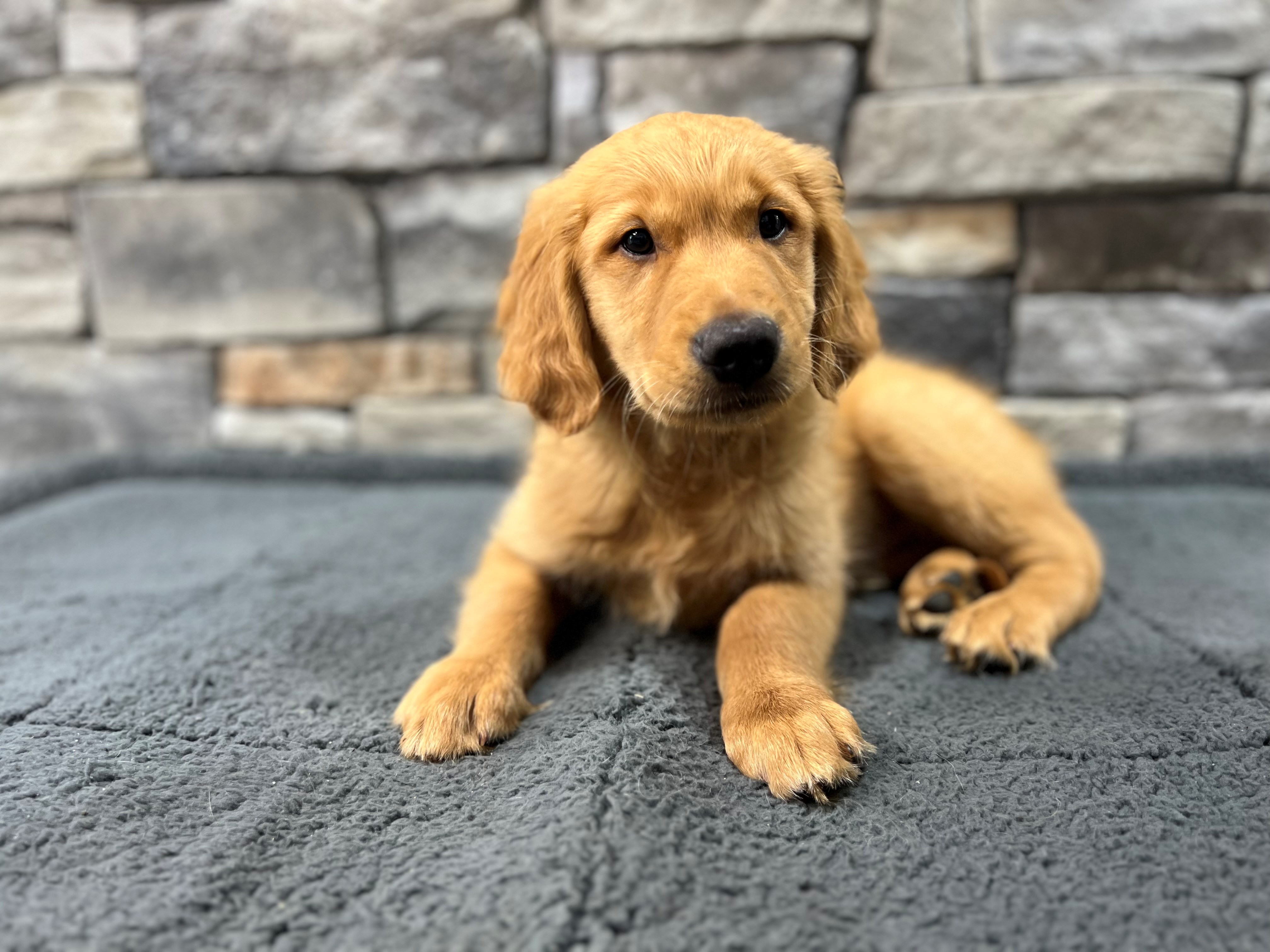 4191005 | Golden Retriever | Petland Raleigh