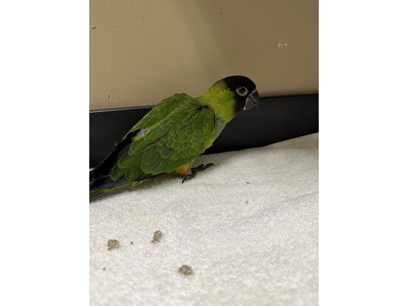 Nanday Conure - 3786 Image #2