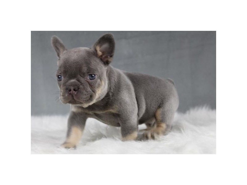 [#13765] Lilac / Tan Male French Bulldog Puppies For Sale