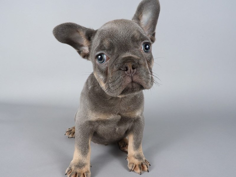 [#13765] Lilac / Tan Male French Bulldog Puppies For Sale #2