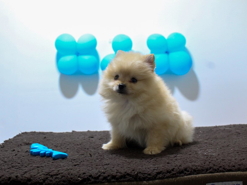 Pomeranian