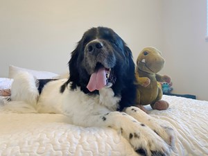 Newfoundland-DOG-Female-BLACK/WHITE-4210387