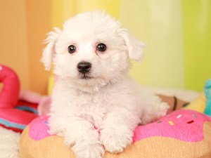 Bichon Frise-DOG-Male-white-