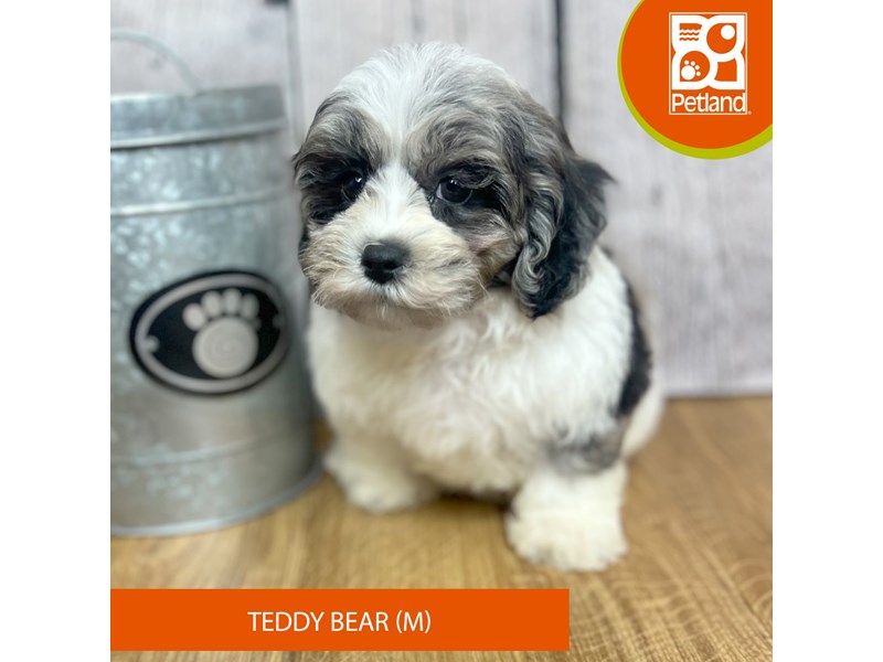 Teddy Bear - 16848 Image #2