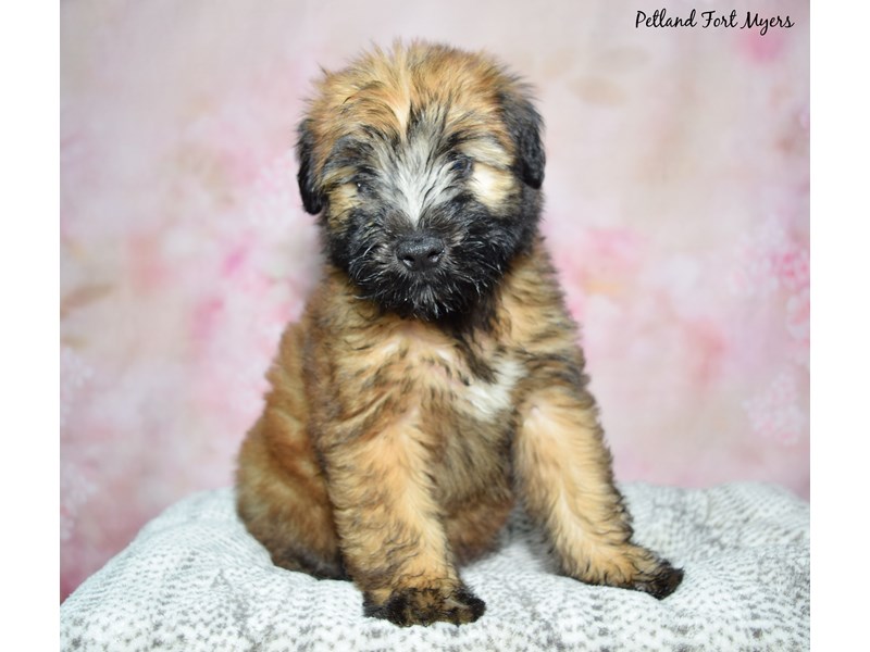 Soft Coated Wheaten Terrier - 23356 Image #2
