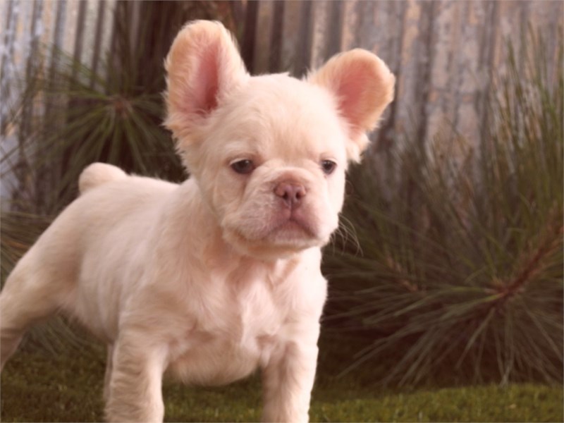 Fluffy French Bulldog-DOG-Male-Platinum-4250678-img2