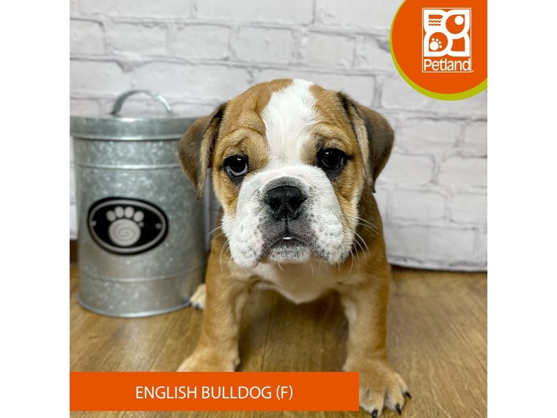 English Bulldog - 16863 Image #2