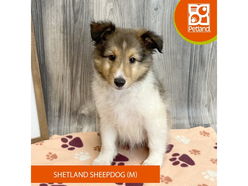 Shetland Sheepdog - 8210 Image #2