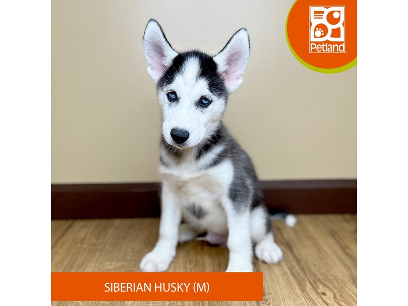 Siberian Husky - 15797 Image #2