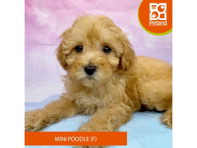 Poodle Mini - 3254 Image #2