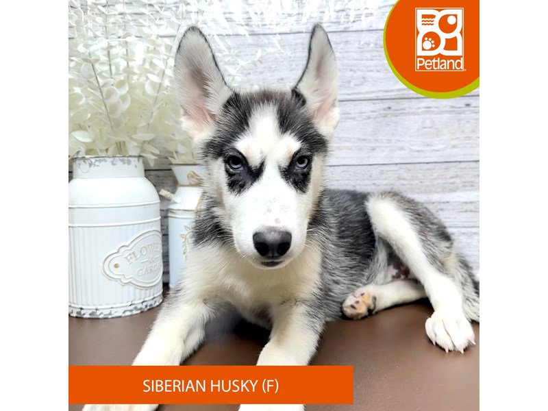 Siberian Husky - 15608 Image #2