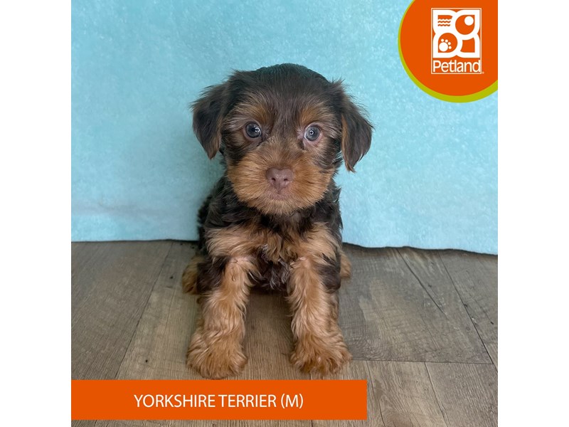 Yorkshire Terrier - 2624 Image #2