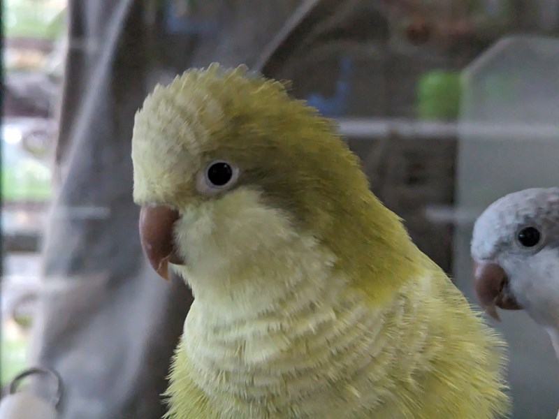 Quaker Parrot - Kiwi Image #2