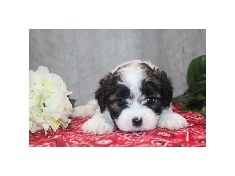 [#13805] Brindle / White Male Daisy Dog Puppies For Sale #1
