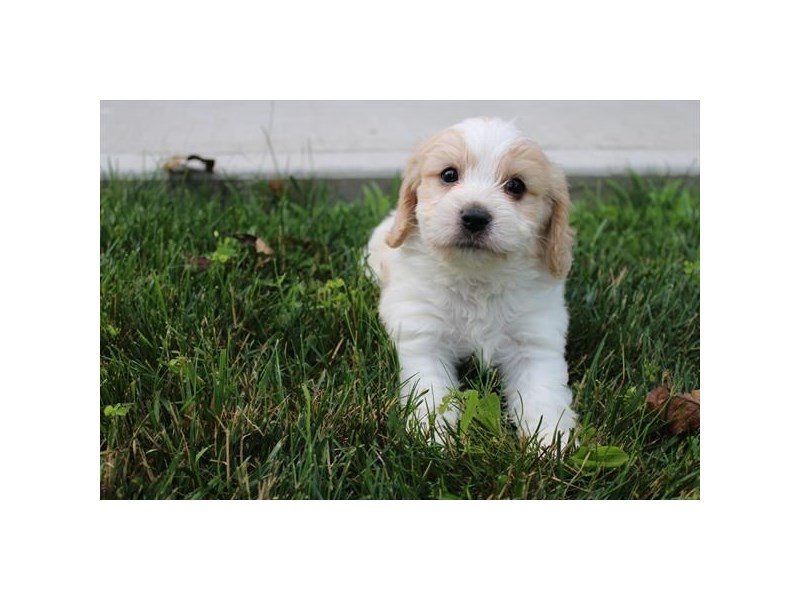 [#13808] Blenheim Male Cavachon Puppies For Sale #1