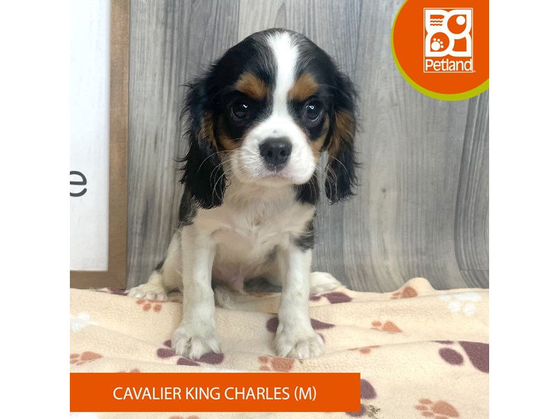 Cavalier King Charles Spaniel - 8217 Image #2