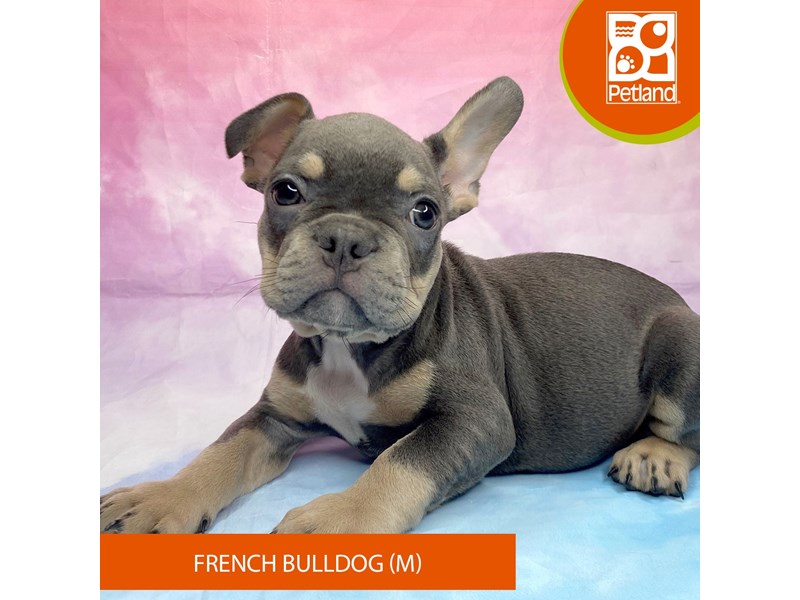 French Bulldog - 3261 Image #2