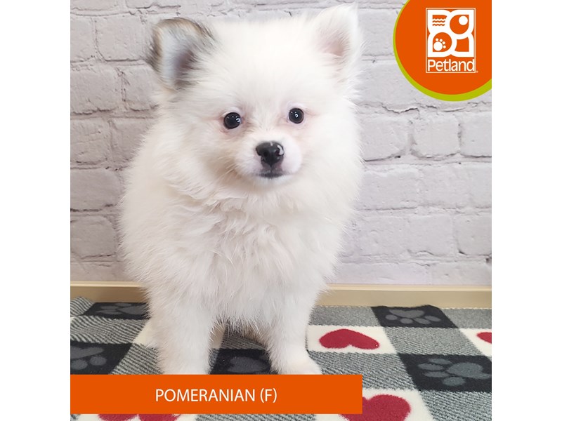 Pomeranian - 3004 Image #2