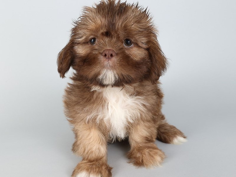 [#13801] Chocolate Male Shih Tzu Puppies For Sale