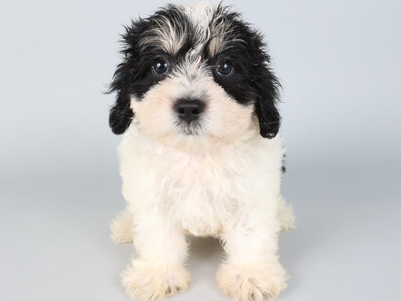 [#13806] Black / White Male Teddy Bear Puppies For Sale