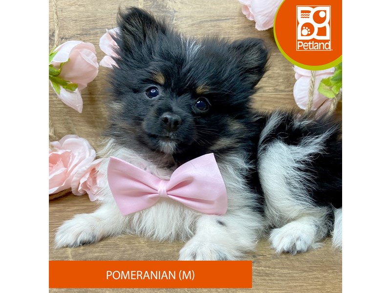 Pomeranian - 9451 Image #2