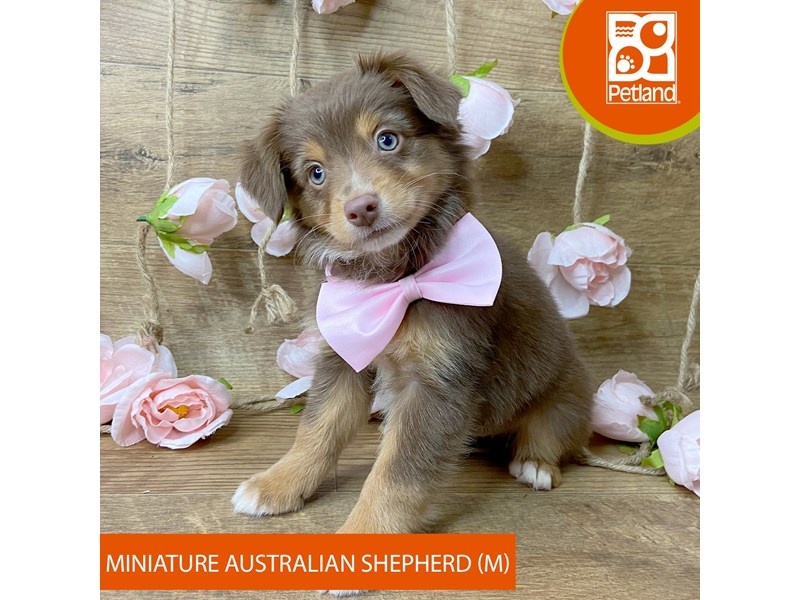 Miniature Australian Shepherd - 9447 Image #2