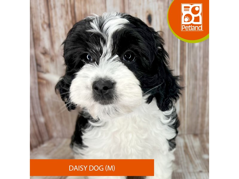 Daisy Dog - 9116 Image #2
