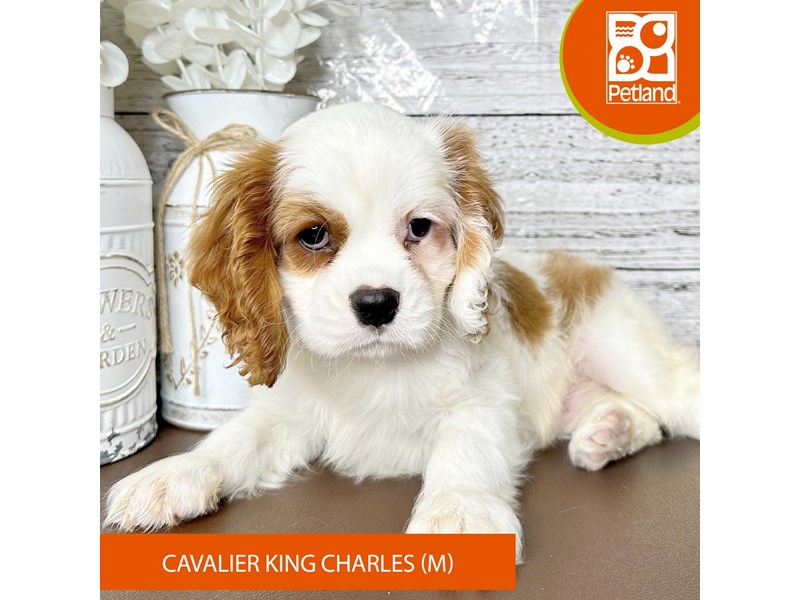 Cavalier King Charles Spaniel - 15619 Image #2