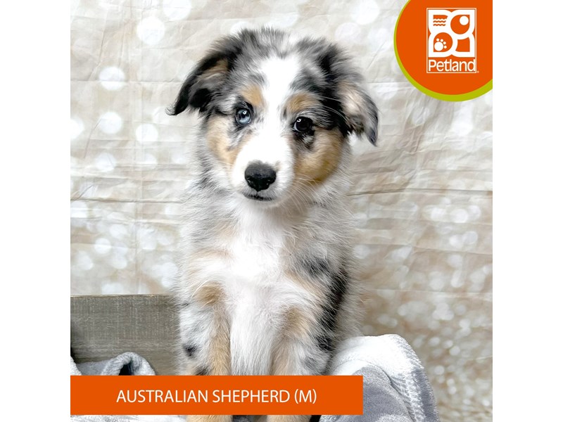 Australian Shepherd - 17990 Image #2