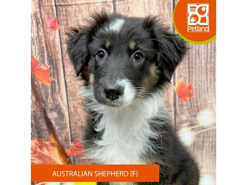 Australian Shepherd - 4234 Image #2