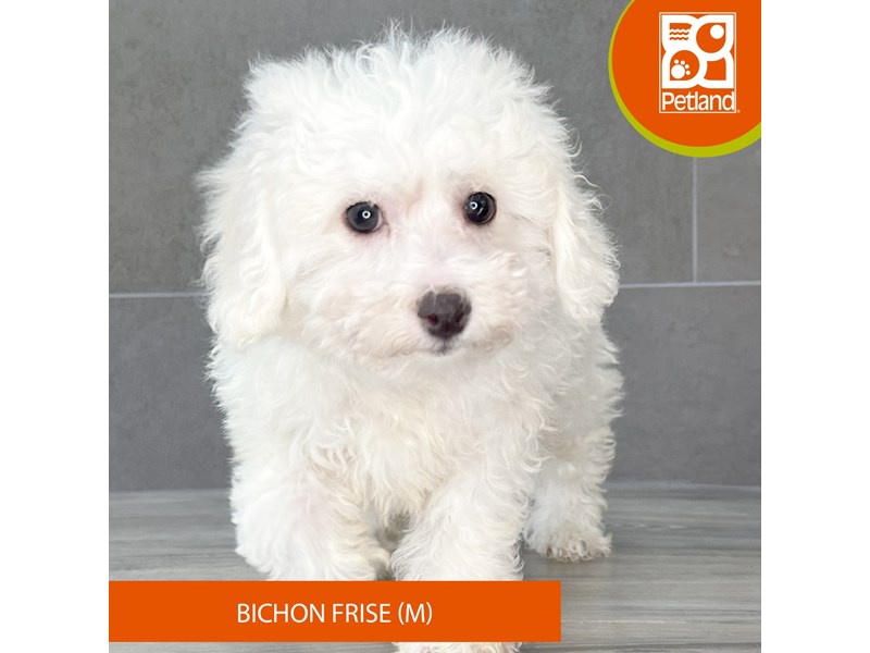 Bichon Frise - 748 Image #2
