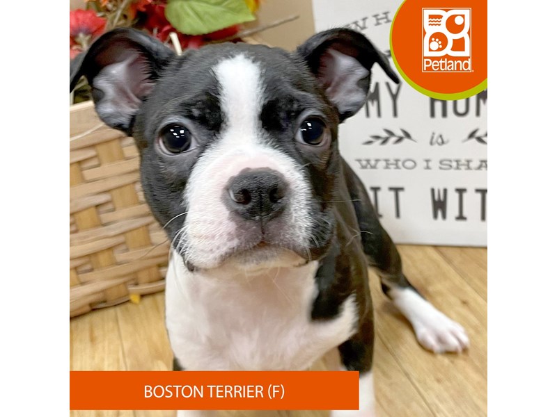Boston Terrier - 14723 Image #2