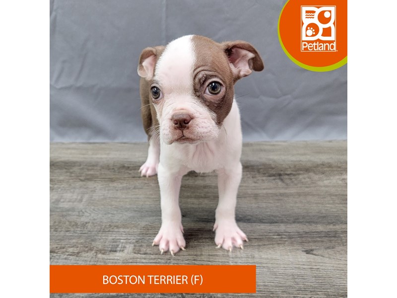Boston Terrier - 1998 Image #2