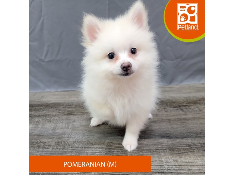 Pomeranian - 2003 Image #2