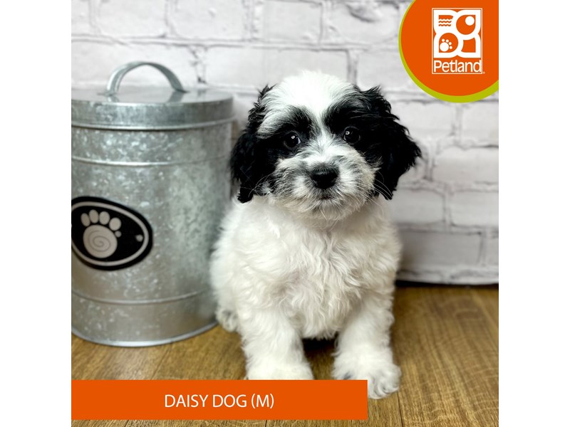 Daisy Dog - 16897 Image #2