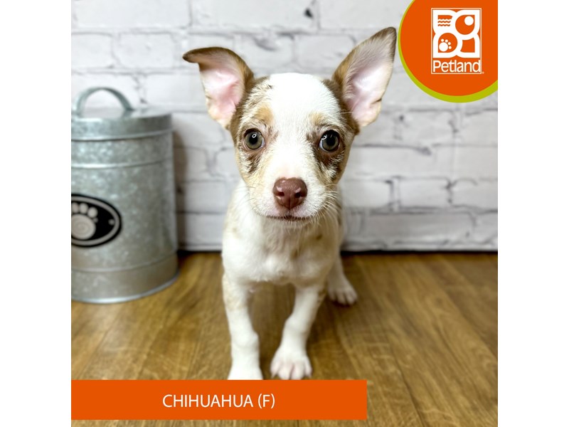 Chihuahua - 16889 Image #2