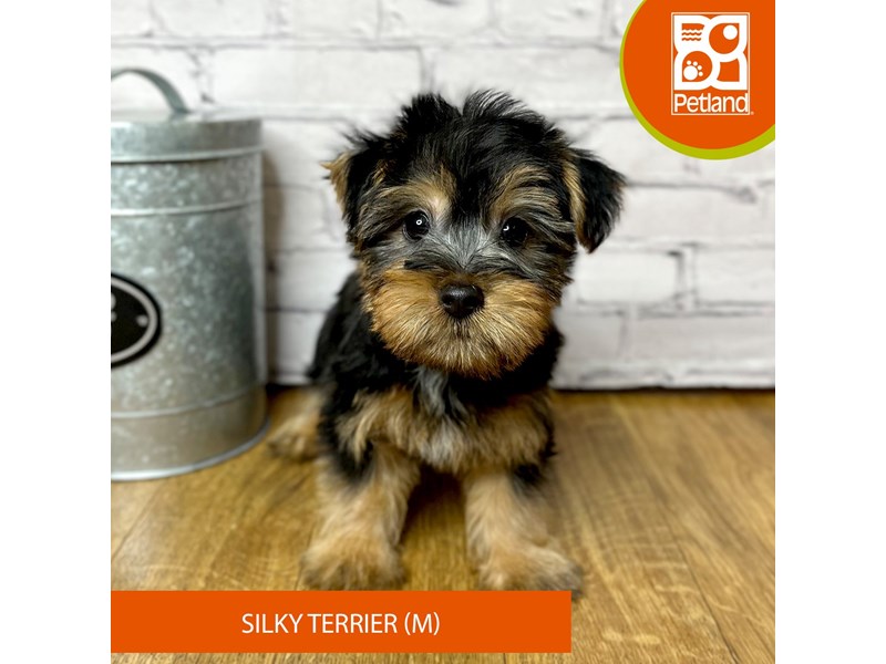 Silky Terrier - 16892 Image #2