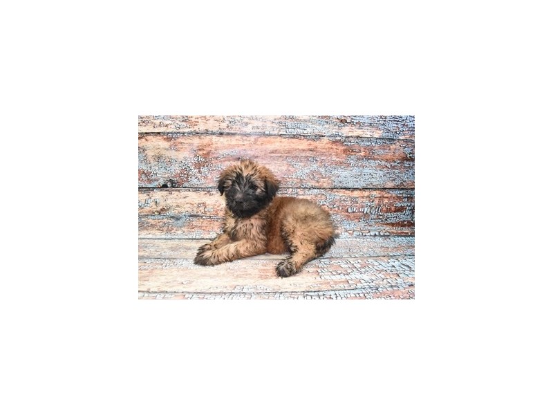 Soft Coated Wheaten Terrier - 22020 Image #2