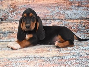 Basset-Hound-DOG-Female-4275105