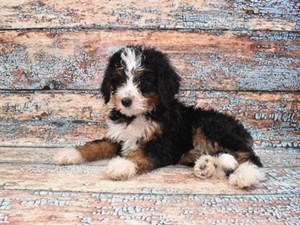 Miniature-Bernedoodle-DOG-Male-4275123