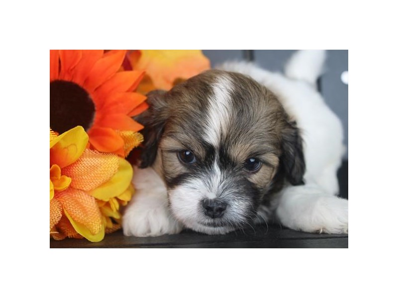 [#13816] Brown / White Male Teddy Bear Puppies For Sale #1