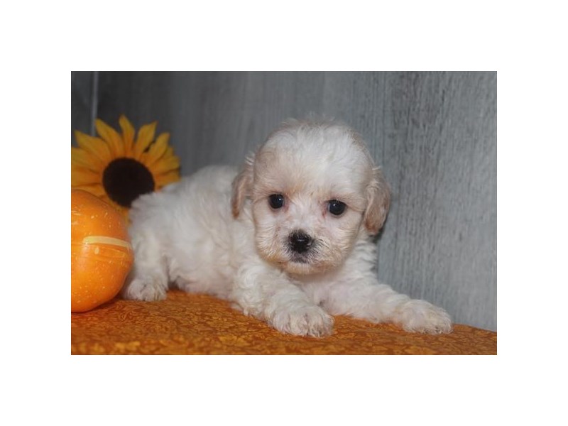 [#13819] White / Gold Male Teddy Bear Puppies For Sale #1