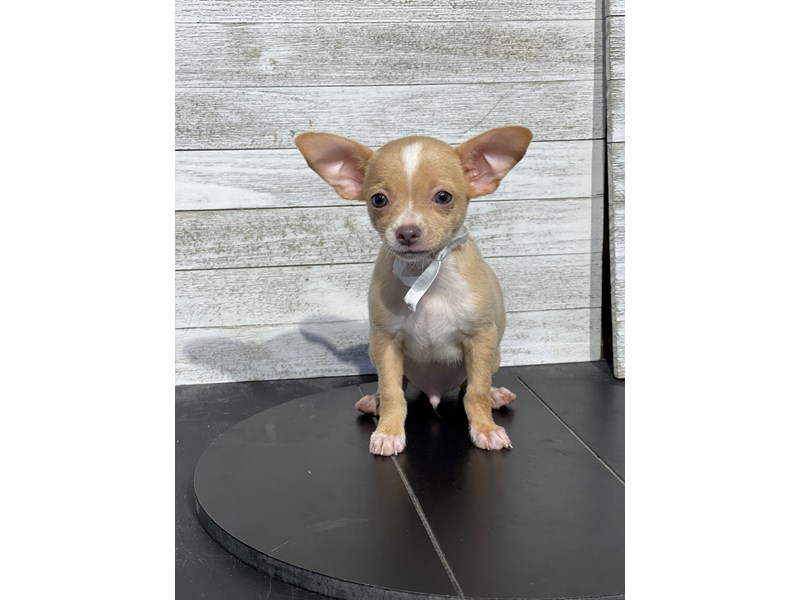 Chihuahua - 5019 Image #2